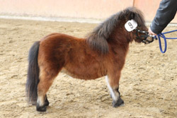 Shetlandponyhengst im Minityp Donnerhall vom Trebeltal (Diamant aus Waat / Rialto) B.: Gerd-Rüdiger Danielzik (Behren-Lübchin). Foto: Wego