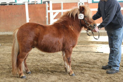 Shetlandponyhengst Alquin von’t Heut (Thijmen van Stal Polderzicht / Brain van de Kosterswelde) B.: Mia Buchholz (Grapzow). Foto: Wego