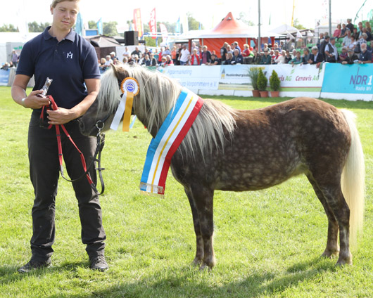 Josi von Krummesse Deutsches Classic Pony (1a-prämiert) v. Jackson x Baron (Dirk Lueth, Krummesse)