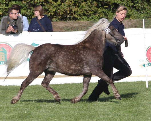 Josi von Krummesse Deutsches Classic Pony (1a-prämiert) v. Jackson x Baron (Dirk Lueth, Krummesse)