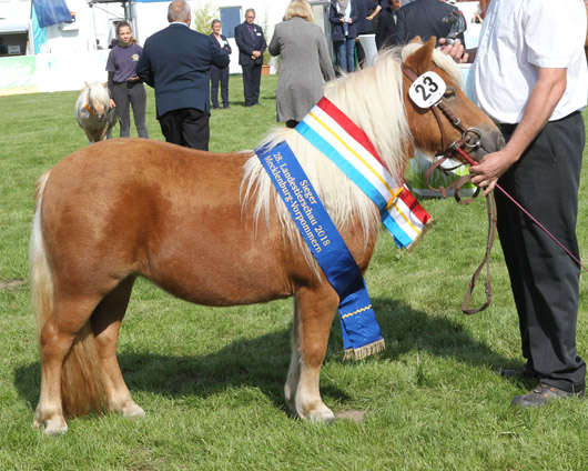 Xaria vom Ruhetal Shetlandpony (1a-prämiert) v. Xente van’t heut x Wim v.d.Geest (Andy Kunas, Gr.Voigtshagen)