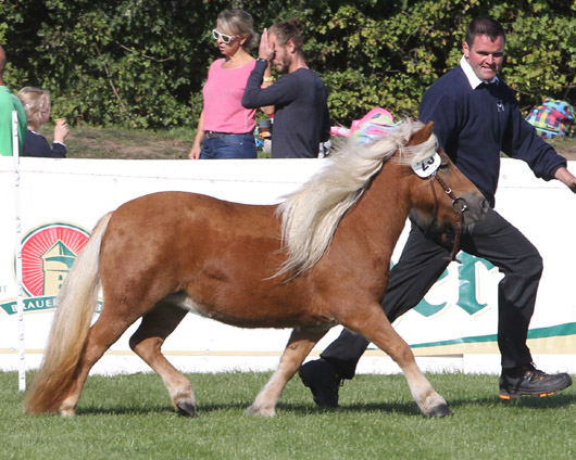 Xaria vom Ruhetal Shetlandpony (1a-prämiert) v. Xente van’t heut x Wim v.d.Geest (Andy Kunas, Gr.Voigtshagen)