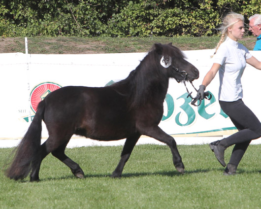 Zara Shetlandpony (1b-prämiert) v. Zack van het Kruuthuus x O’Neill vom Sidden (Nobert Buchholz, Grapzow)