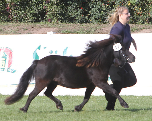 Nanette Shetlandpony (1c-prämiert) v. Charlie x Axel II (Patrick Losch, Gotthun)