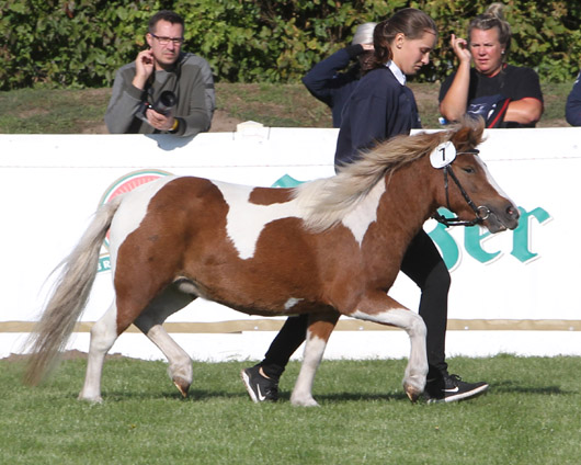 Amy-Bambi II Shetlandpony (1d-prämiert) v. Ambitie vande Zandkamp x Alfons A (Annika Fähnrich, Dömitz)