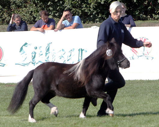 Estel vom Haselbusch Mini Shetlandpony (1a-prämiert) v. Sniederfehns Elasso x Viggo v. Stal (Andrea Otte, Hohne)