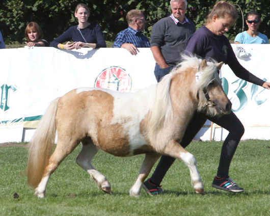 Meerhusens Heleen Mini Shetlandpony (1b-prämiert) v. Vympel von der Ostsee x Obelix von Hoeve (Willi Scheuvens, Viersen).