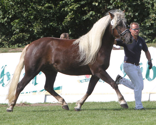 Monaliesa Schwarzwälder Kaltblut (1a-prämiert) v. Maicon x Donnergroll (Hartmut Moede, Menzlin)