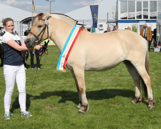 Chegal Charei Fjordpferd (1a-prämiert) v. Cadeau x Halsnaes Hojgaards Bacardi (Jessica Dilling, Grimmen)