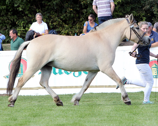 Chegal Charei Fjordpferd (1a-prämiert) v. Cadeau x Halsnaes Hojgaards Bacardi (Jessica Dilling, Grimmen)