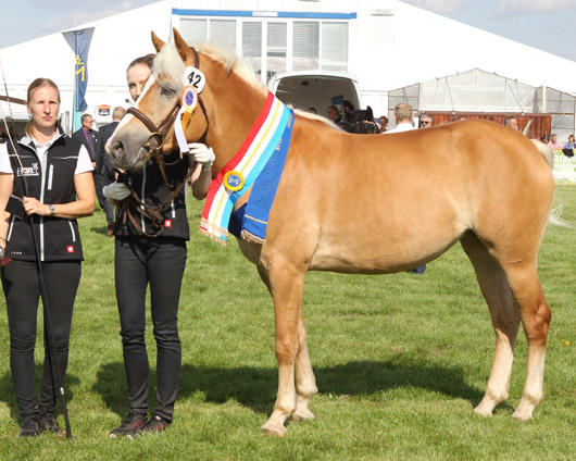 Mayluna Haflinger (1a-prämiert) v. Amerigo x Stainz (Hafgest. Reimer,Zarnewanz)