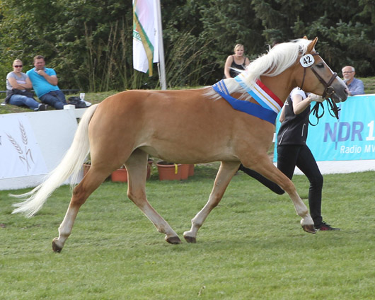 Mayluna Haflinger (1a-prämiert) v. Amerigo x Stainz (Hafgest. Reimer,Zarnewanz)