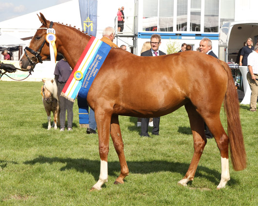 Peppina Deutsches Reitpony (1a-prämiert) v. Sergeant Pepper x Scampolo (Frank Steinborn, Bentzin).