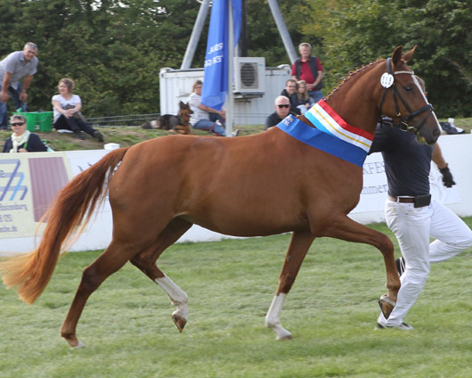 Deutsches Reitpony (1a-prämiert) v. Sergeant Pepper x Scampolo (Frank Steinborn, Bentzin).