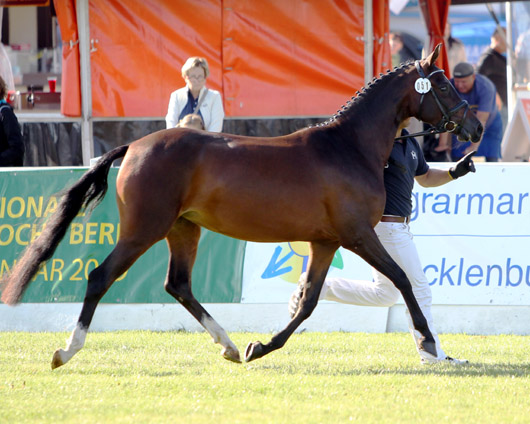 Cleo-P Deutsches Reitpony (1b-prämiert) v. Classic Dancer III x Dance on Top (Ulrich Prehl, Altkamp).