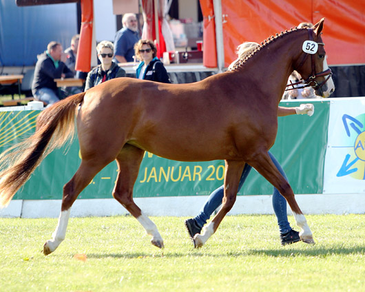 Collett Deutsches Reitpony (1c-prämiert) v. Couscous x  Centauro’s Golden Flashlight (Judith Schaepe, Altkalen).