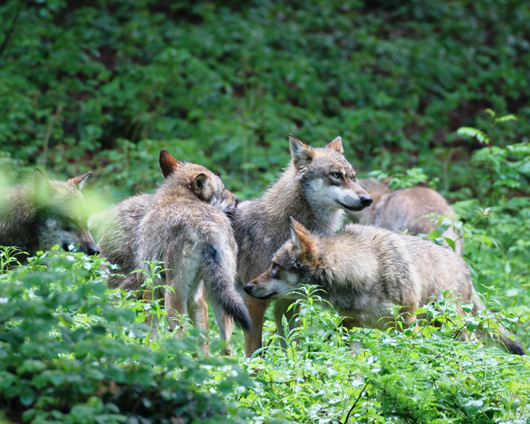 Wolfsrudel. Foto: Wiebke Wendorff