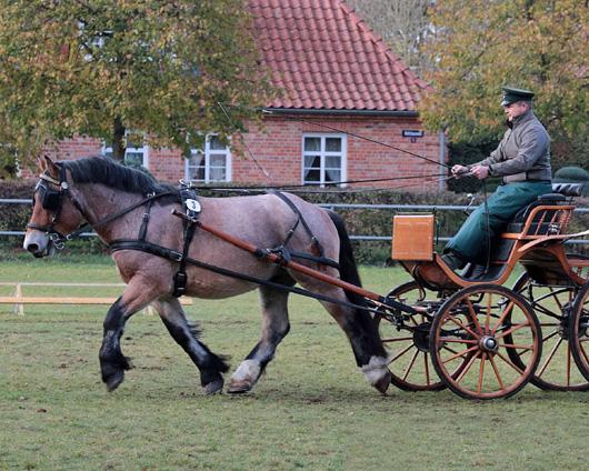 Bester Hengst der Stationsprüfung in Redefin war mit Endnote 8,47 ANIES, den Günther Lüdders (Göhren-Lebbin) mit Arvid aus der Nordelbe II von Nerlinger - Eberhard II gezüchtet hat. Foto: Peter Tendler