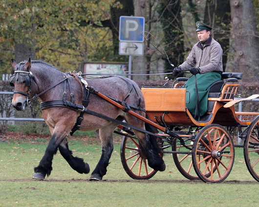 Die höchst bewertete Stute stellte Günther Lüdders mit Staatsprämienanwärterin LANDLADY aus (Louis - Norfolk - Edzar), die mit Wertnote 8,38 abschloss. Foto: Peter Tendler