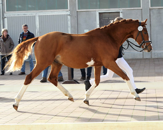 Der gekörte Reitponyhengst von Cosmopolitan D. Foto: Jutta Wego