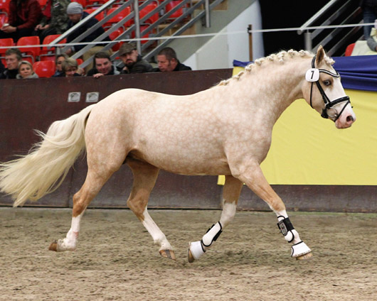 Der gekörte Reitponyhengst von Golden West. Foto: Jutta Wego