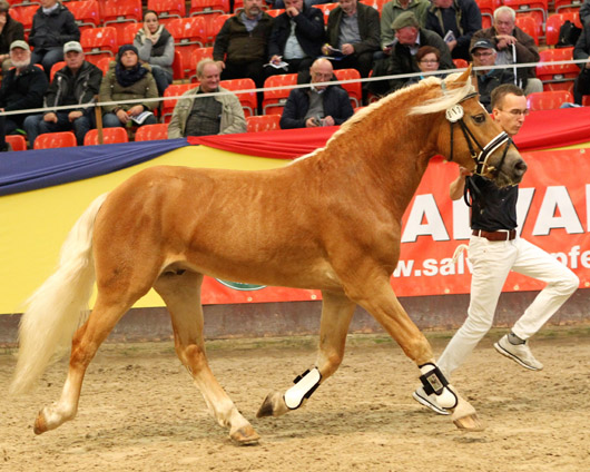 Der gekörte Haflingerhengst von Aristorin. Foto: Jutta Wego