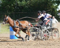 Felix Dallmann aus Friedland wurede Landesmeister bei den Nachwuchsfahrern und mit seinem Zweitpony Bronzemedaillengewinner bei den erwachsenen Fahrern.