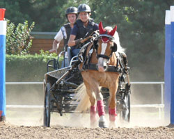 Den Landesmeistertitel bei den erwachsenen Pony-Einspännerfahrern holte sich überraschend die 20-jährige Elisa Rehse mit Haflinger Eternity. 