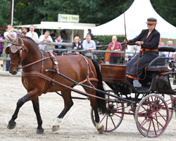 Bundeschampion des Schweren Warmblutpferdes wurde in Moritzburg der von Marlen Fallak gefahrene Elvis v. Elixier / Valerius. Foto: Placek