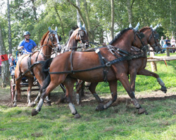 Bronze bei den Vierspännern ging an Fred Dittberner aus Kladrum. Foto: Wego