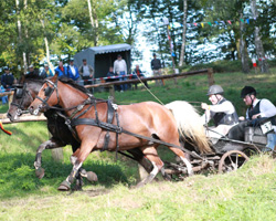 Thomas Wolf war zweispännig unterwegs, gewann mit seinen Ponys das Kegelfahren und wurde in der 