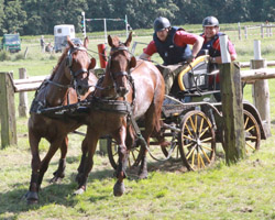 Der 38-jährige Klas Studier aus Karlsburg, der von Tim Dallman trainiert wird, wurde in Ulrichshorst Kreismeister der Zweipännerfahrer des Großkreises Vorpommern-Greifswald. Foto: Jutta Wego