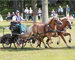 Mit 61 Jahren wurde Norbert Labahn aus Katzow mit seinen Haflingern Kreismeister bei den Pony-Zweispännern. Foto: Jutta Wego