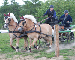 Der 17-jährige Tobias Kriemann (Katzow) wurde mit seinen Haflingern Roxana T und Montana T zweimal Zweiter. Foto: Jutta Wego