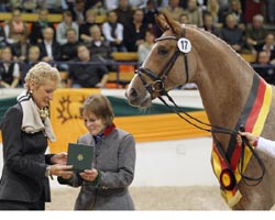 Donauruf (v. Herzruf-Exorbitant xx) heißt der Trakehner Siegerhengst, der den neuen Besitzern 300.000 Euro wert war.
