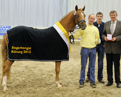 Sieger bei den Deutschen Reitponyhengsten in Verden wurde der Fuchshengst Nusstraum v. Heidbergs Nancho Nova.