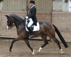 Beim Dressurturnier im sachsen-anhaltinischen Gänsefurth hat Ronald Lüders vom Gestüt Kempke Hof in Plaaz vier Dressurprüfungen gewonnen, darunter die beiden Hauptprüfungen der schweren Klasse mit Tacita. Foto: Jutta Wego