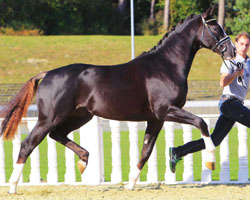 Kat. 33 v. Benetton Dream-Dimaggio-Absinth stammt aus dem Mutterstamm der Stempelhengste Rohdiamant, Royal Diamond und Rosario v. Rubinstein. Foto: Ernst