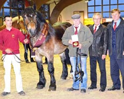 Ehrung des Siegerhengstes von Fulminant - Benetto - Foto: bjoern-schroeder.de