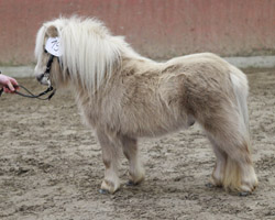 Zu den gekörten Ponyhengsten gehörte auch der Palomino-Shetlandhengst im Mini-Typ Danny von Berja, den Stefan & Gesine Schumann aus Vellahn ausstellten. Foto: Jutta Wego