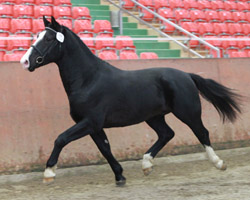 Die Bergholzer Putenmast GmbH stellten den Schweren Warmbluthengst Nemo aus, der ebenfalls ein positives Körurteil erhielt. Foto: Jutta Wego