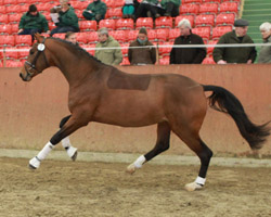 Dritter gekörter Reitpferdehengst ist ein Westfale v. Son of Cologne (v. Sir Donnerhall I) / Florestan I / Pit I in schwedischem Besitz. Foto: Jutta Wego