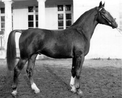 Ein Zweig der Adventskarte geht über die 1948 geborene dreifache DDR-Siegerstute Dotterblume, die mit Gruß 1958 Genius brachte. Foto: Archiv