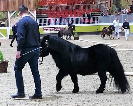 Gigant v.d. Bloemhof von Berno v.d. Pelgrim (Z.: M. C. Bloem, Niederlande; B.: Sebastian Baehr, Carmow-Wallmow).