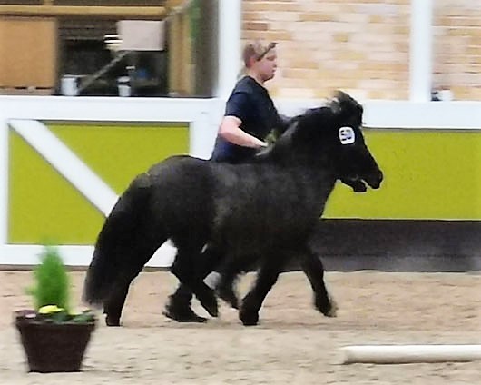 Avanti von Ambitie van de Zandkamp (Z.u.B.: Willi Scheuvens, Viersen).