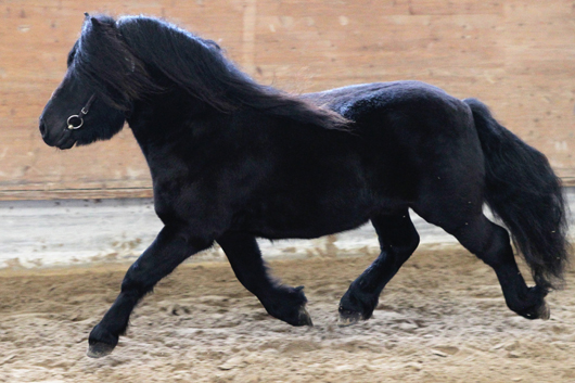 Illusie v. Geldersoord von Evra van’t Zand (Z.: Niederlande; B.: Drewes GbR , Garlitz). Foto: Jutta Wego