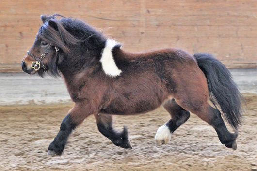 Graffiti Royal vom Ellernbrook von Tawna Graffiti x Harleq Emperor (Z.: Frauke Siebrecht, Westerstede; B.: Axel Eilers, Westerstede). Foto: Jutta Wego