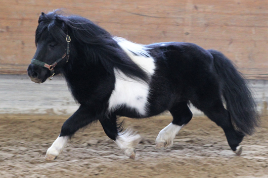 Halstock Merlin von Kerswell Mosaic x Kerswell Crusad (Z.: Großbritannien; B.: Zuchtgemeinschaft Engel/Heuer, Garbsen). Foto: Jutta Wego