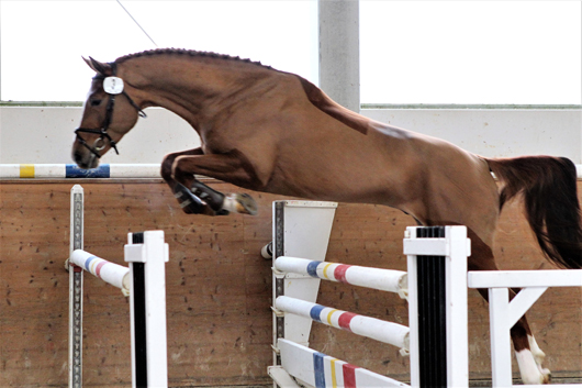 Holsteiner von Christian x Calato x Achill-Libero H (Z.u.B.: Andreas Borchert, Stechlin). Foto: Jutta Wego