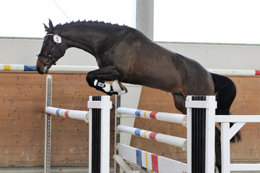 Oldenburger Springpferd von Quick Star IV C x Quintender x Grenzfall/T (Z.u.B.: Gebrüder Möller, Garlitz). Foto: Jutta Wego